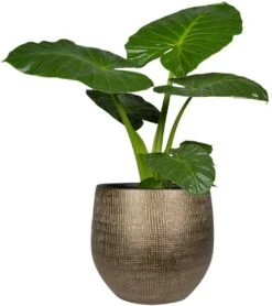 Steege Plantenpot - Modern Design - Goudkleurig - 32 X 36 Cm - Bloempot 4 Steege Plantenpot - Modern Design - Goudkleurig - 32 X 36 Cm - Bloempot -Tuinhuis Shop 1068x1200 1