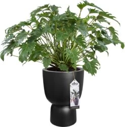 Elho Pure Coupe 41 - Bloempot Voor Binnen & Buiten - Ø 41.3 X H 57.9 Cm - Zwart/Zwart 26 Elho Pure Coupe 41 - Bloempot Voor Binnen & Buiten - Ø 41.3 X H 57.9 Cm - Zwart/Zwart -Tuinhuis Shop 1181x1200 1