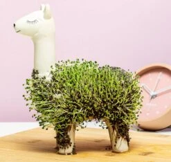 Gift Republic Lama Bloempot Met Zaadjes -Tuinhuis Shop 1200x1137