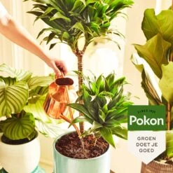 Pokon Groene Planten Voedingsstaafjes - 24st - Plantenvoeding - Meststofstaafjes 8 Pokon Groene Planten Voedingsstaafjes - 24st - Plantenvoeding - Meststofstaafjes -Tuinhuis Shop 1200x1200 193