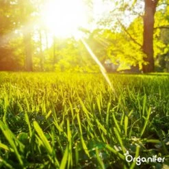 Gazonmest All-In-One (20Kg - Voor 400m2) Voor Een Diepgroen Sterk Gazon Zonder Mos En Onkruid - Complete Meststof Met Kalk En Grasversterker - Organifer 28 Gazonmest All-In-One (20Kg - Voor 400m2) Voor Een Diepgroen Sterk Gazon Zonder Mos En Onkruid - Complete Meststof Met Kalk En Grasversterker - Organifer -Tuinhuis Shop 1200x1200 206