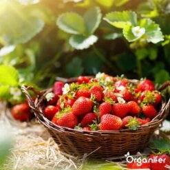 Lavagruis Uit Eifel Oergesteente (20Kg Voor 200m2) Grof Lavameel 0-2mm - Organifer -Tuinhuis Shop 1200x1200 209