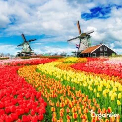 Lavagruis Uit Eifel Oergesteente (20Kg Voor 200m2) Grof Lavameel 0-2mm - Organifer -Tuinhuis Shop 1200x1200 210