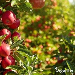 Lavagruis Uit Eifel Oergesteente (20Kg Voor 200m2) Grof Lavameel 0-2mm - Organifer -Tuinhuis Shop 1200x1200 216