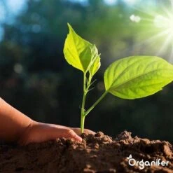 Lavagruis Uit Eifel Oergesteente (20Kg Voor 200m2) Grof Lavameel 0-2mm - Organifer -Tuinhuis Shop 1200x1200 217