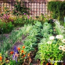 Lavagruis Uit Eifel Oergesteente (20Kg Voor 200m2) Grof Lavameel 0-2mm - Organifer -Tuinhuis Shop 1200x1200 220