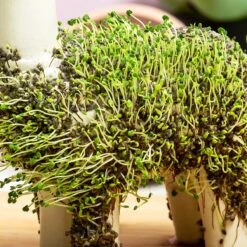 Gift Republic Lama Bloempot Met Zaadjes -Tuinhuis Shop 1200x1200 408