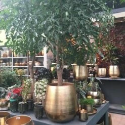 Gina Da Bloempot Karakter Goud - XL -Tuinhuis Shop 1200x1200 428