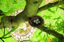 Gardigo Kattenafweergordel -Tuinhuis Shop 1200x799 7