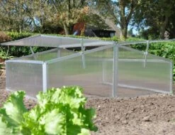 Royal Well Broeikas Silver Thyme