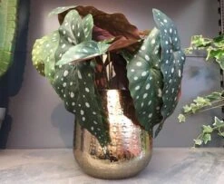 Gina Da Bloempot Karakter Goud - XL -Tuinhuis Shop 1200x984