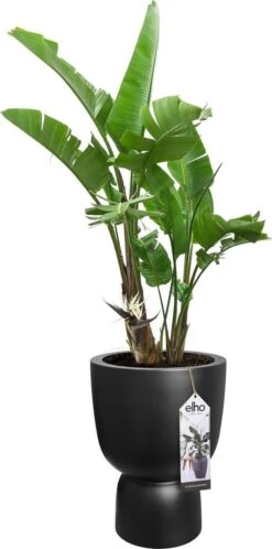 Elho Pure Coupe 41 - Bloempot Voor Binnen & Buiten - Ø 41.3 X H 57.9 Cm - Zwart/Zwart 19 Elho Pure Coupe 41 - Bloempot Voor Binnen & Buiten - Ø 41.3 X H 57.9 Cm - Zwart/Zwart -Tuinhuis Shop 595x1200 1