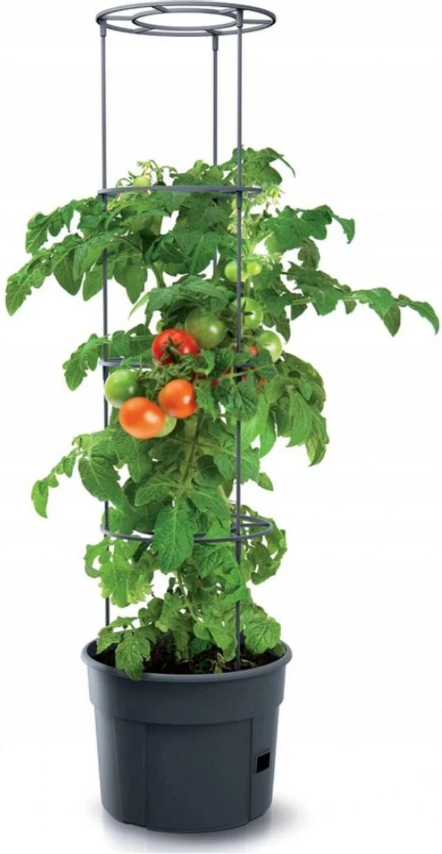TOMATENPOT VOOR HET KWEKEN VAN TOMATEN PROSPERPLAST 28L 3 TOMATENPOT VOOR HET KWEKEN VAN TOMATEN PROSPERPLAST 28L - Afbeelding 3