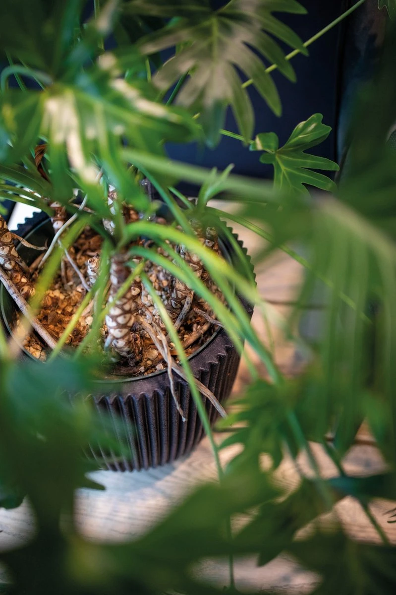 Capi Europe - Vaas Elegant Laag Groove NL - 46x58 - Goud - Voor Binnen En Buiten - KGVGB783 3 Capi Europe - Vaas Elegant Laag Groove NL - 46x58 - Goud - Voor Binnen En Buiten - KGVGB783 - Afbeelding 3