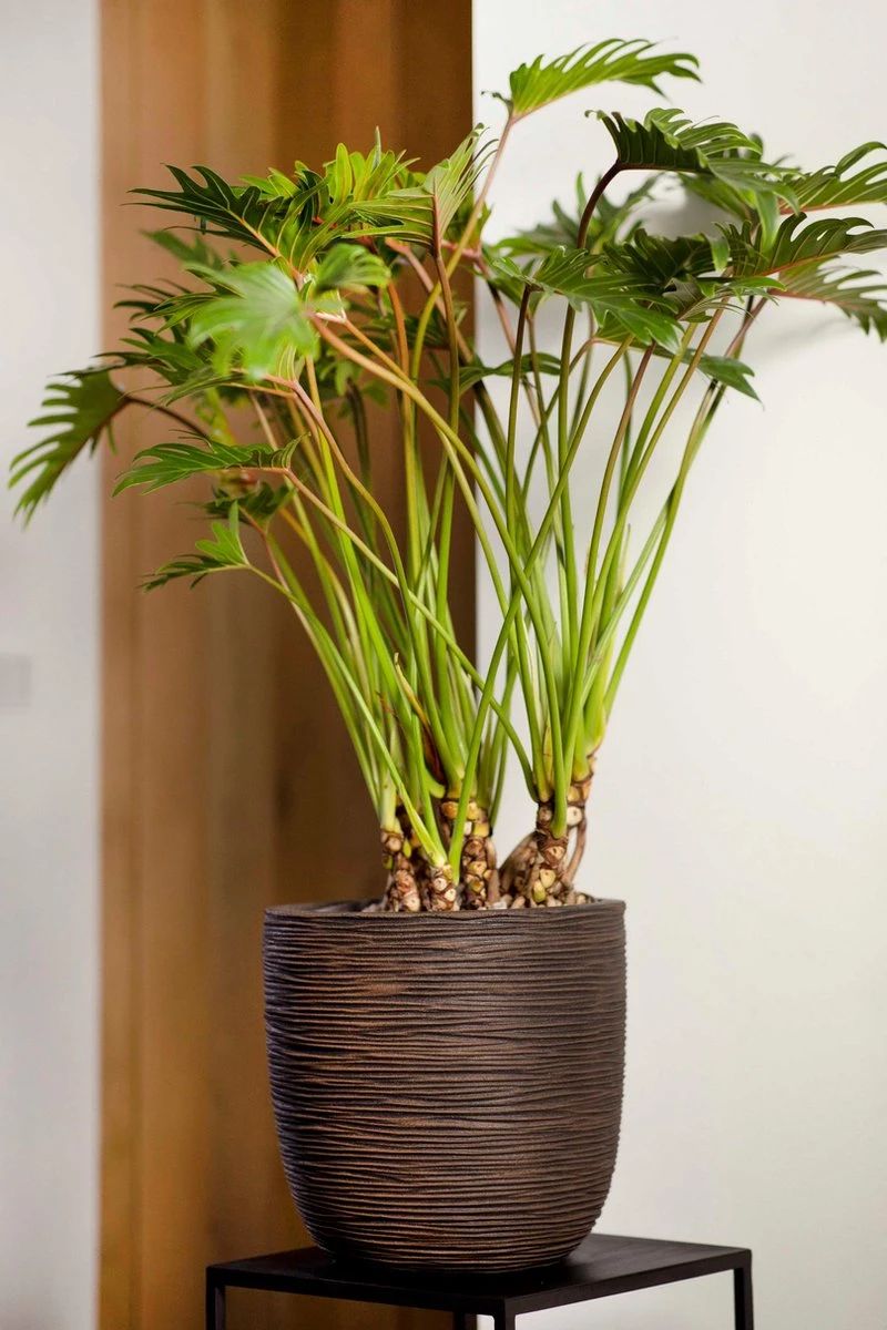 Capi Europe - Bloempot Bol Rib NL - 43x41 - Antraciet - Voor Binnen En Buiten - KOFZ933 4 Capi Europe - Bloempot Bol Rib NL - 43x41 - Antraciet - Voor Binnen En Buiten - KOFZ933 - Afbeelding 4