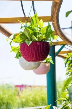 Hangpot Kunststof – Bloempot Hangend – Binnen & Buiten- Plantenhanger –Incl. Afvoerstop – 26 Cm - Zwart -Tuinhuis Shop 801x1200 3