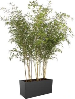 Elho Vivo Matt Finish Lang Wielen 90 - Grote Staande Plantenbak Voor Binnen & Buiten - Gemaakt Van Gereycled Plastic - L 39 X W 88 X H 41 Cm - Zwart 15 Elho Vivo Matt Finish Lang Wielen 90 - Grote Staande Plantenbak Voor Binnen & Buiten - Gemaakt Van Gereycled Plastic - L 39 X W 88 X H 41 Cm - Zwart -Tuinhuis Shop 911x1200