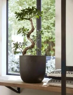 Capi Europe - Bloempot Bol Smooth NL - 35x34 - Zwart - Voor Binnen En Buiten - KBL932 17 Capi Europe - Bloempot Bol Smooth NL - 35x34 - Zwart - Voor Binnen En Buiten - KBL932 -Tuinhuis Shop 923x1200