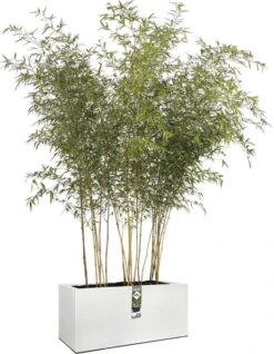 Elho Vivo Structure Finish Lang 90 - Plantenbak Voor Binnen & Buiten - Ø 88 X H 41 - Wit -Tuinhuis Shop 931x1200